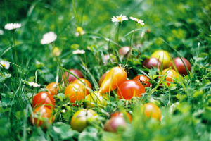 Tomates sur l'herbe